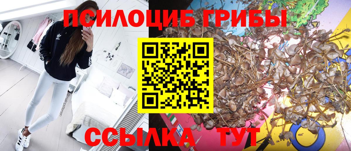 где продают   Галлюциногенные грибы Psilocybine cubensis  Вход с VPN  Качканар 